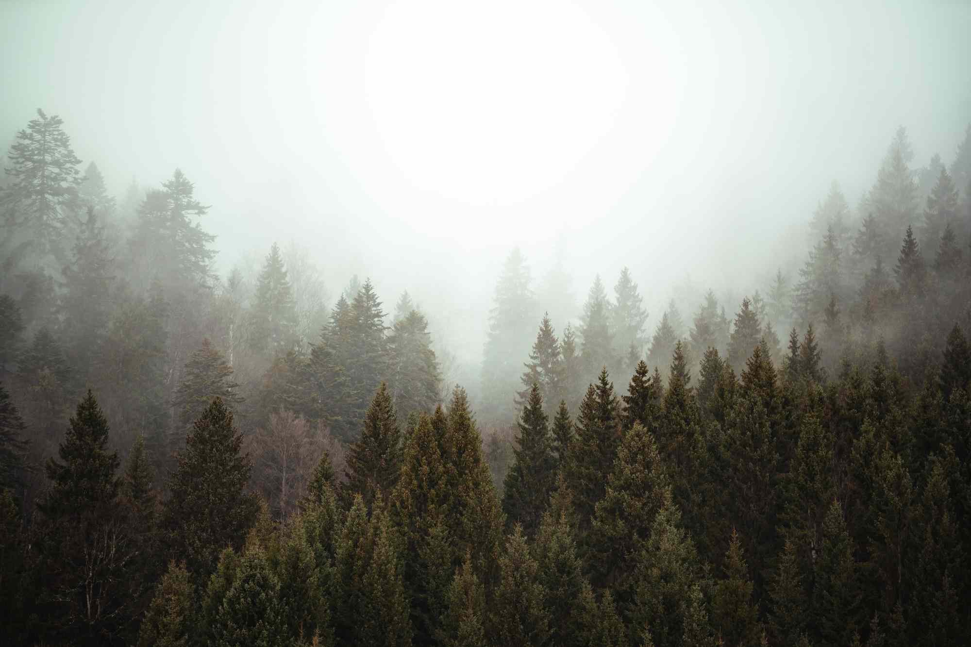 forêt